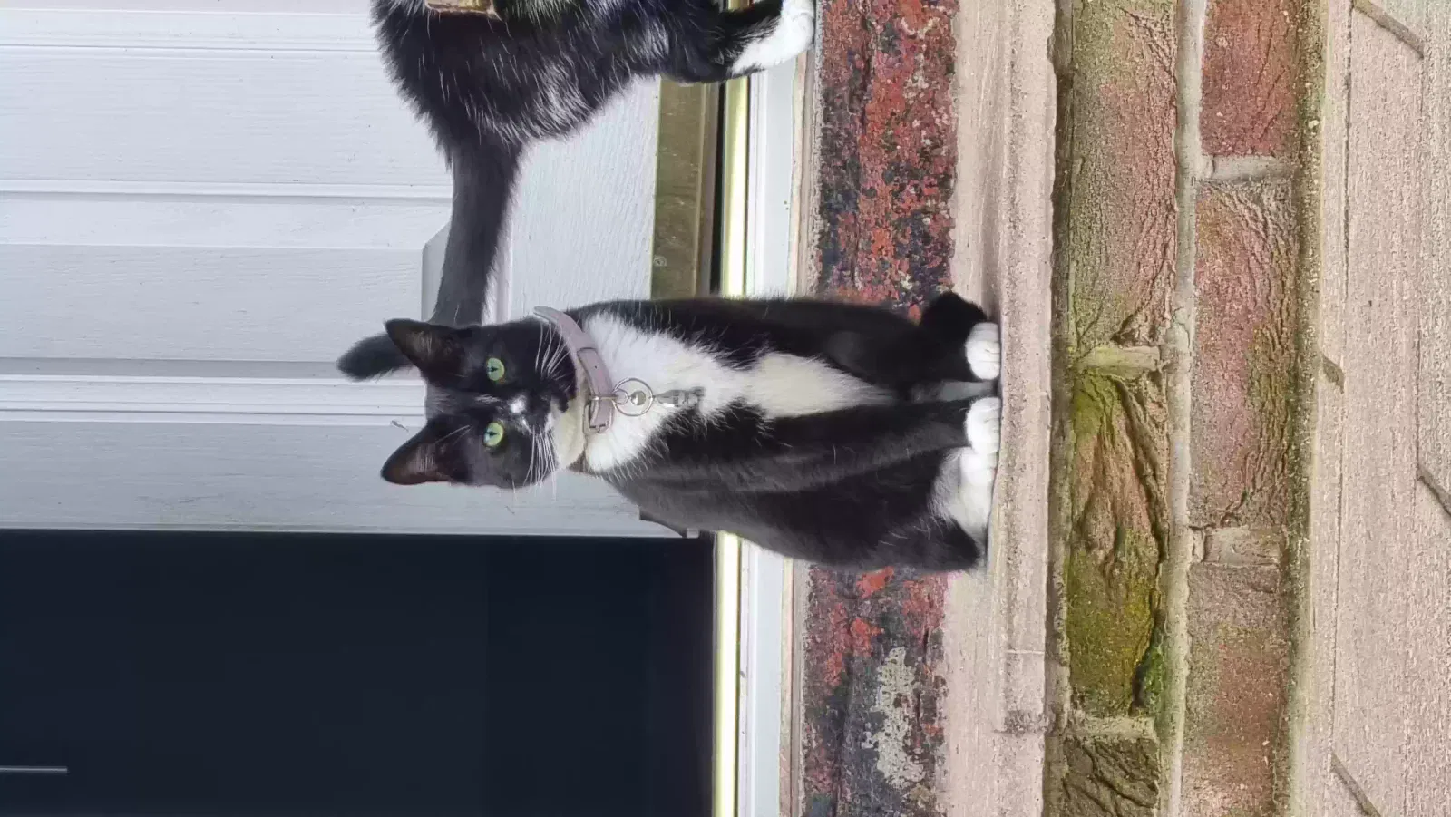 Loki, Domestic short hair Cat for adoption in Manchester, England