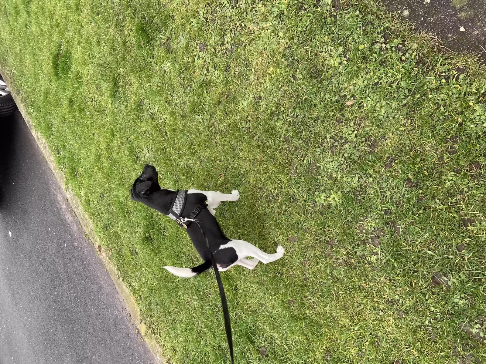 Loki, Jack Russell cross Dog for adoption in Preston, England
