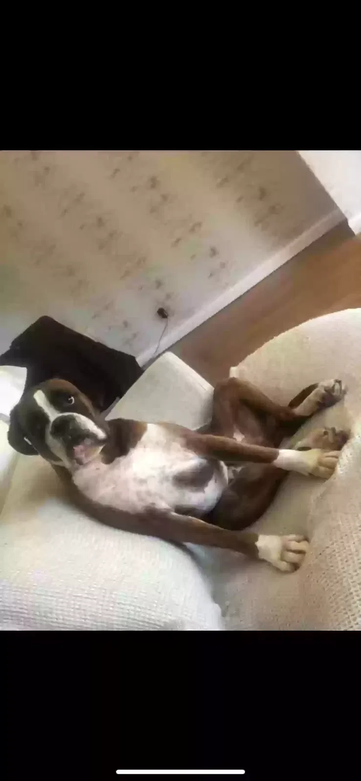 Creed, Boxer Dog for adoption in Glasgow, Scotland