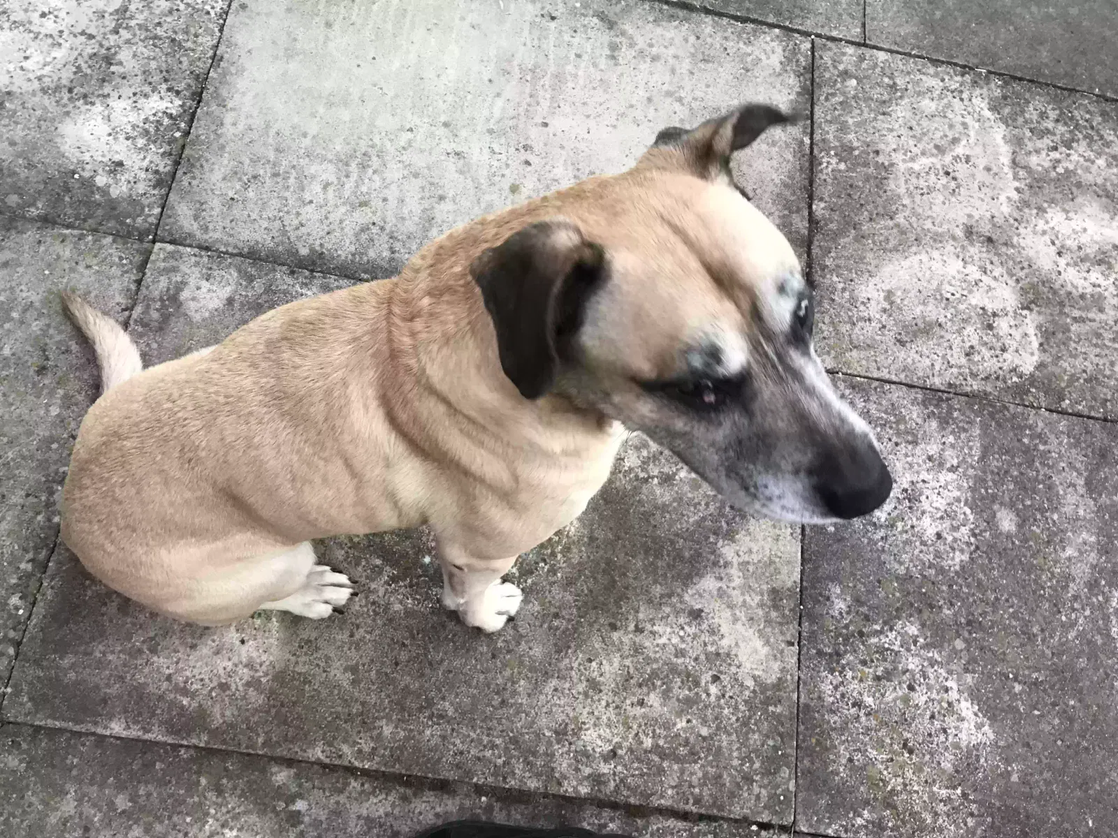 Kane, Alsatian cross Dog for adoption in Derby, England