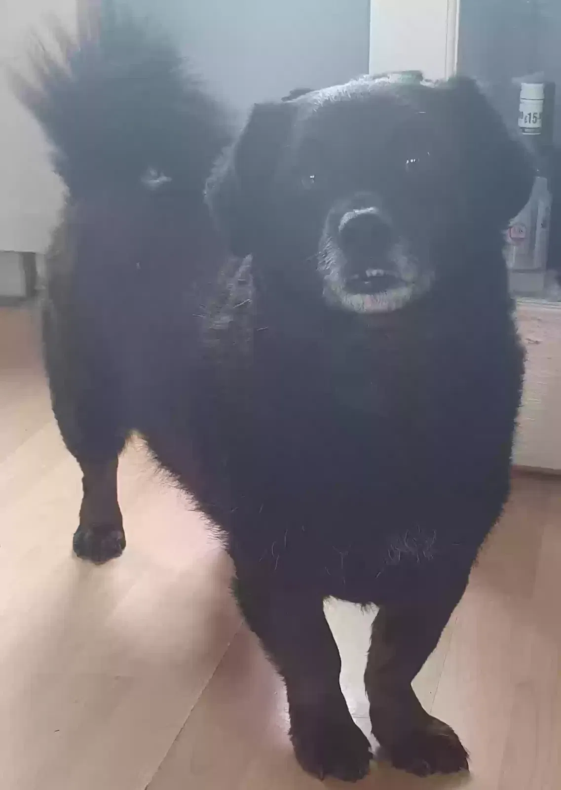 Rufus, Unknown Dog for adoption in Liverpool, England