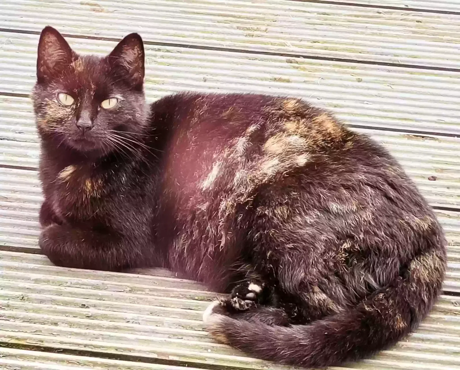Sheba, British short haired Cat for adoption in Armagh, Northern Ireland