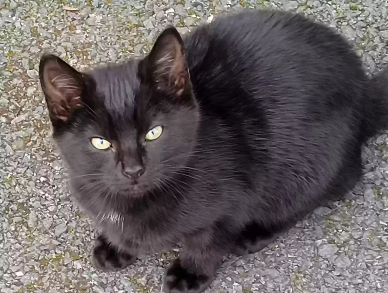 Flopsy, British short haired Cat for adoption in Armagh, Northern Ireland