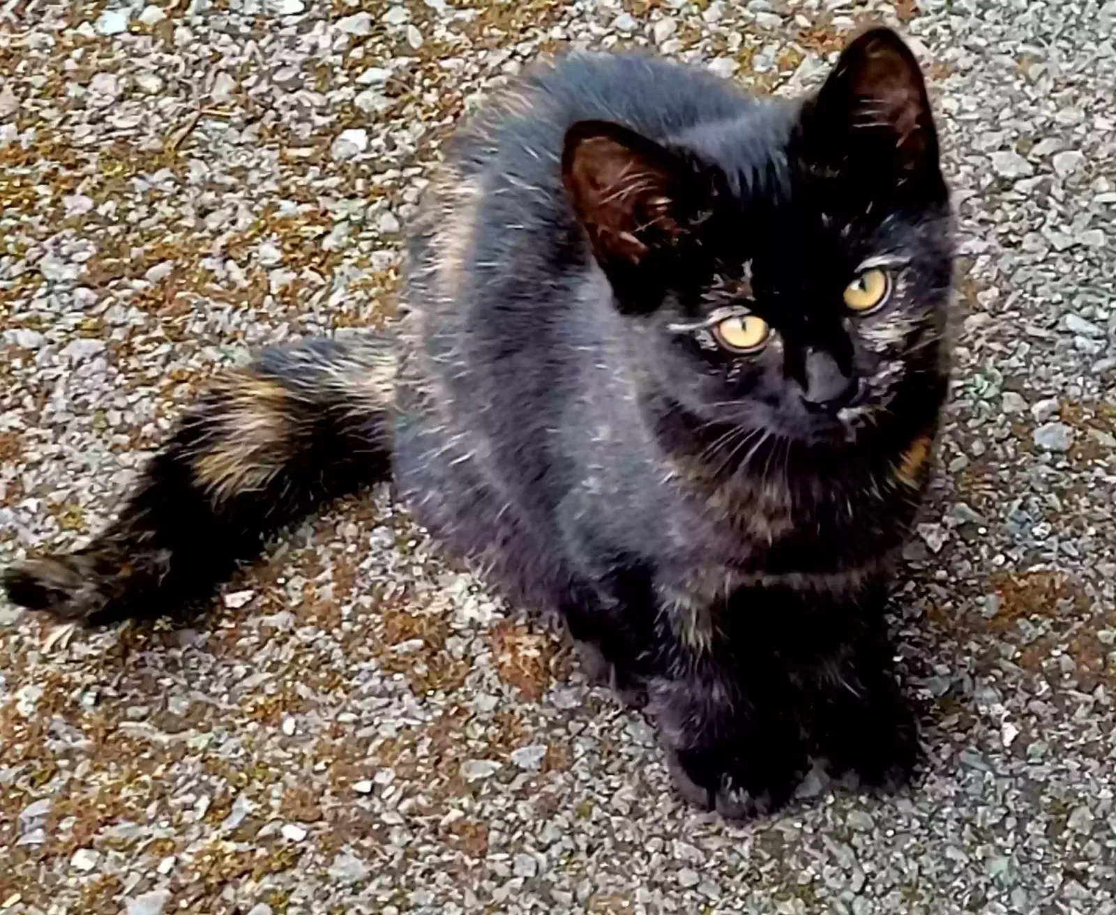 Tipsy, British short haired Cat for adoption in Armagh, Northern Ireland