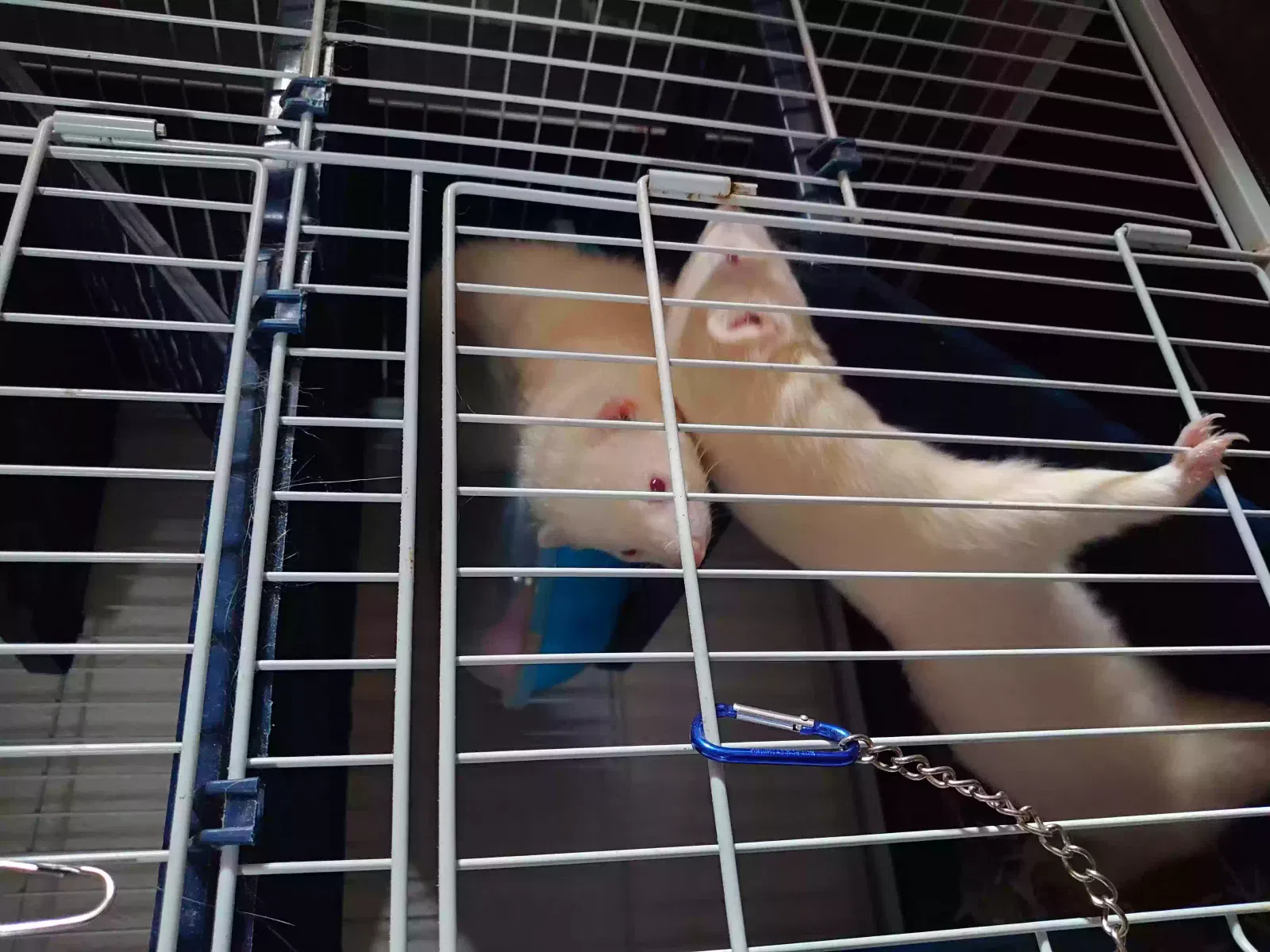Jon Snow and Jack Frost, Albino Pet for adoption in Wakefield, England