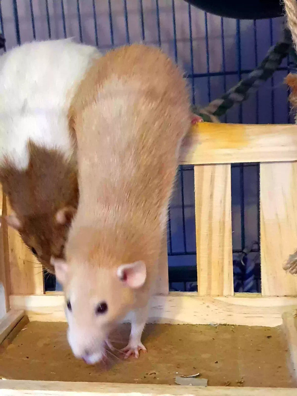Peach, Rolo, Junebug, Mooncake, Domestic Rat Pet for adoption in Lincoln, England