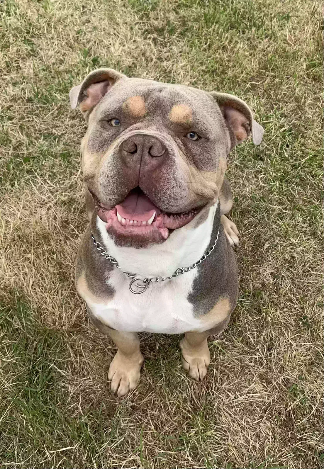 Rocco, Olde english bulldogge Dog for adoption in Newport, Wales