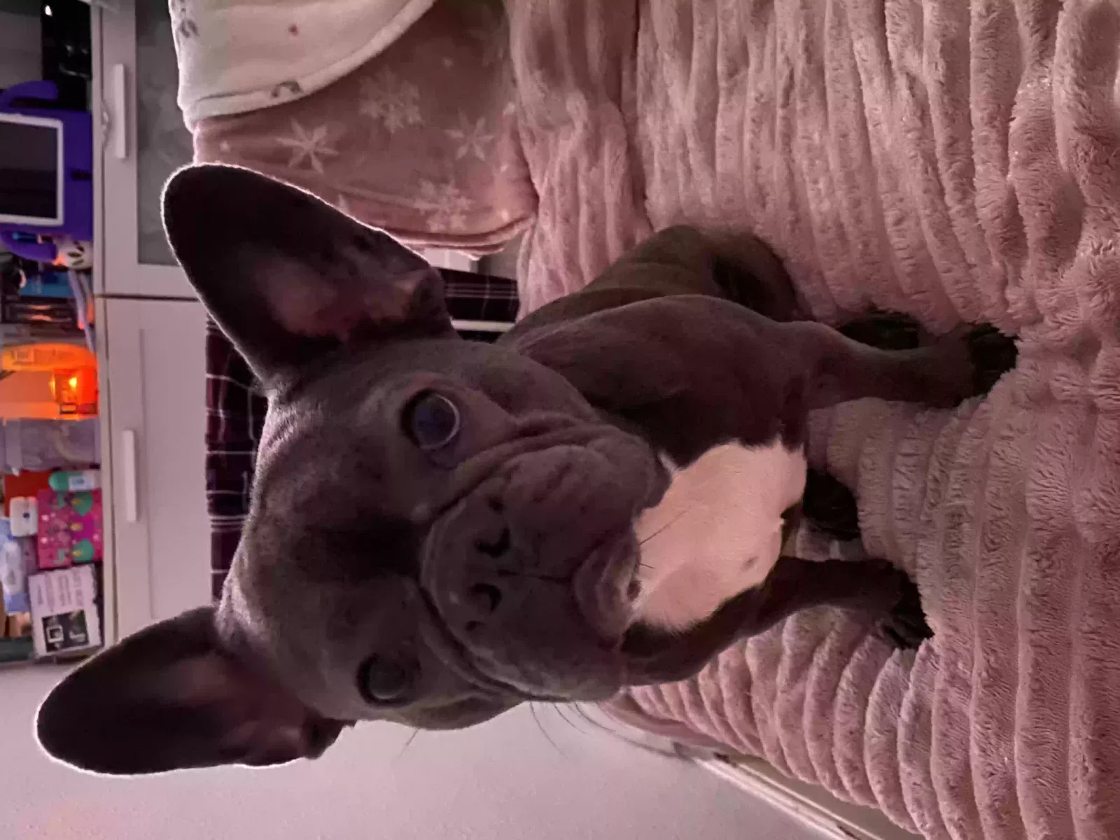 Ivy, French bulldog Dog for adoption in Manchester, England