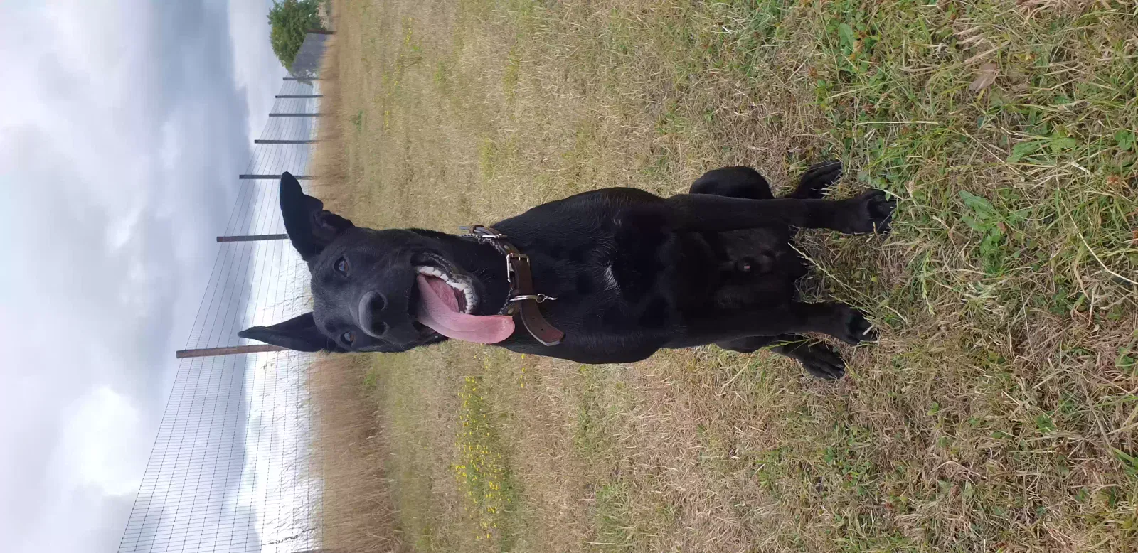 OBI, Dutch shepherd Dog for adoption in Exeter, England