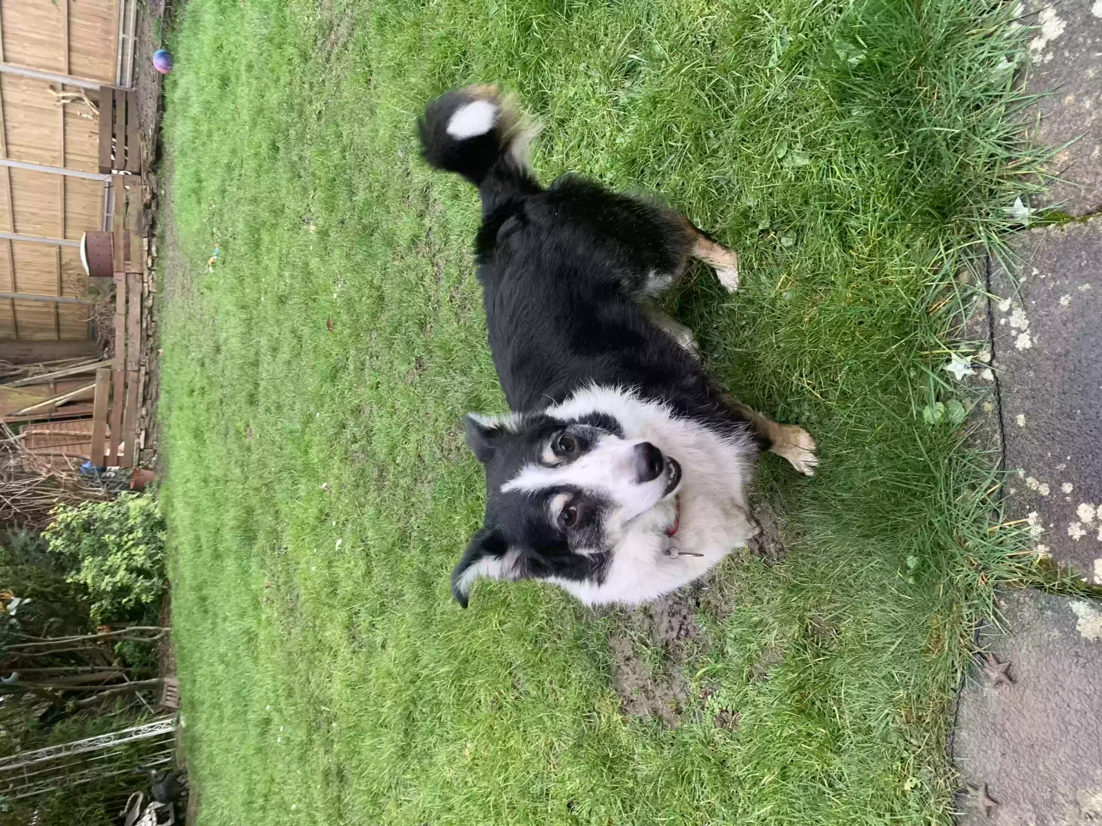 FERRIS, BORDER COLLIE X JACK RUSSEL Dog for adoption in London, England