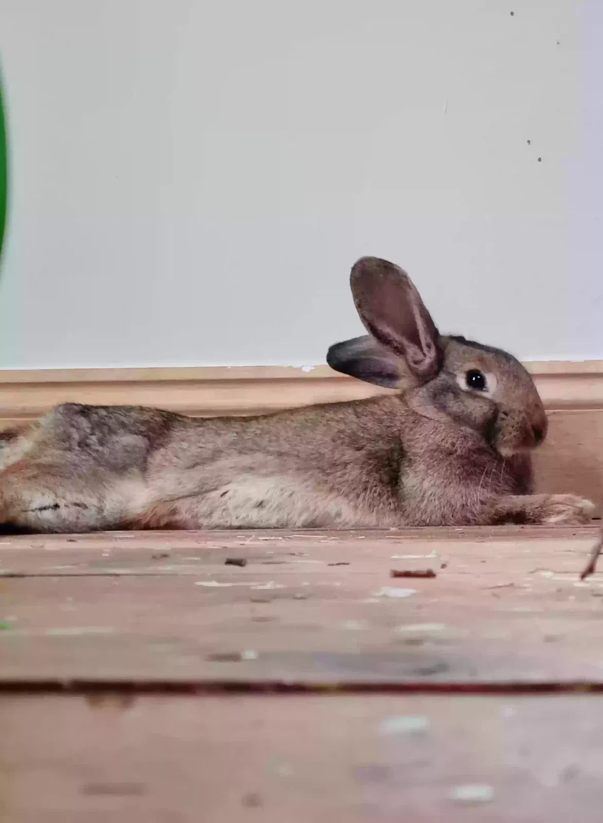 Betty, Flemish giant Pet for adoption in Norwich, England