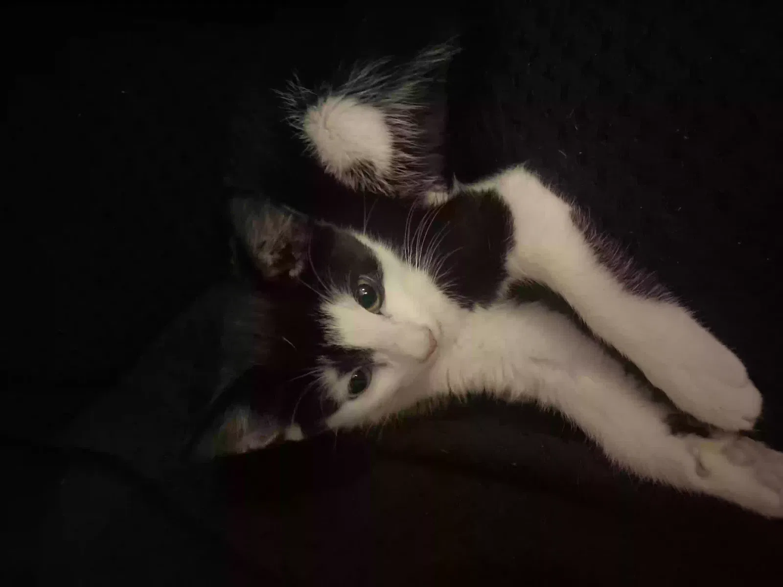Peaches, Unknown Cat for adoption in Birmingham, England