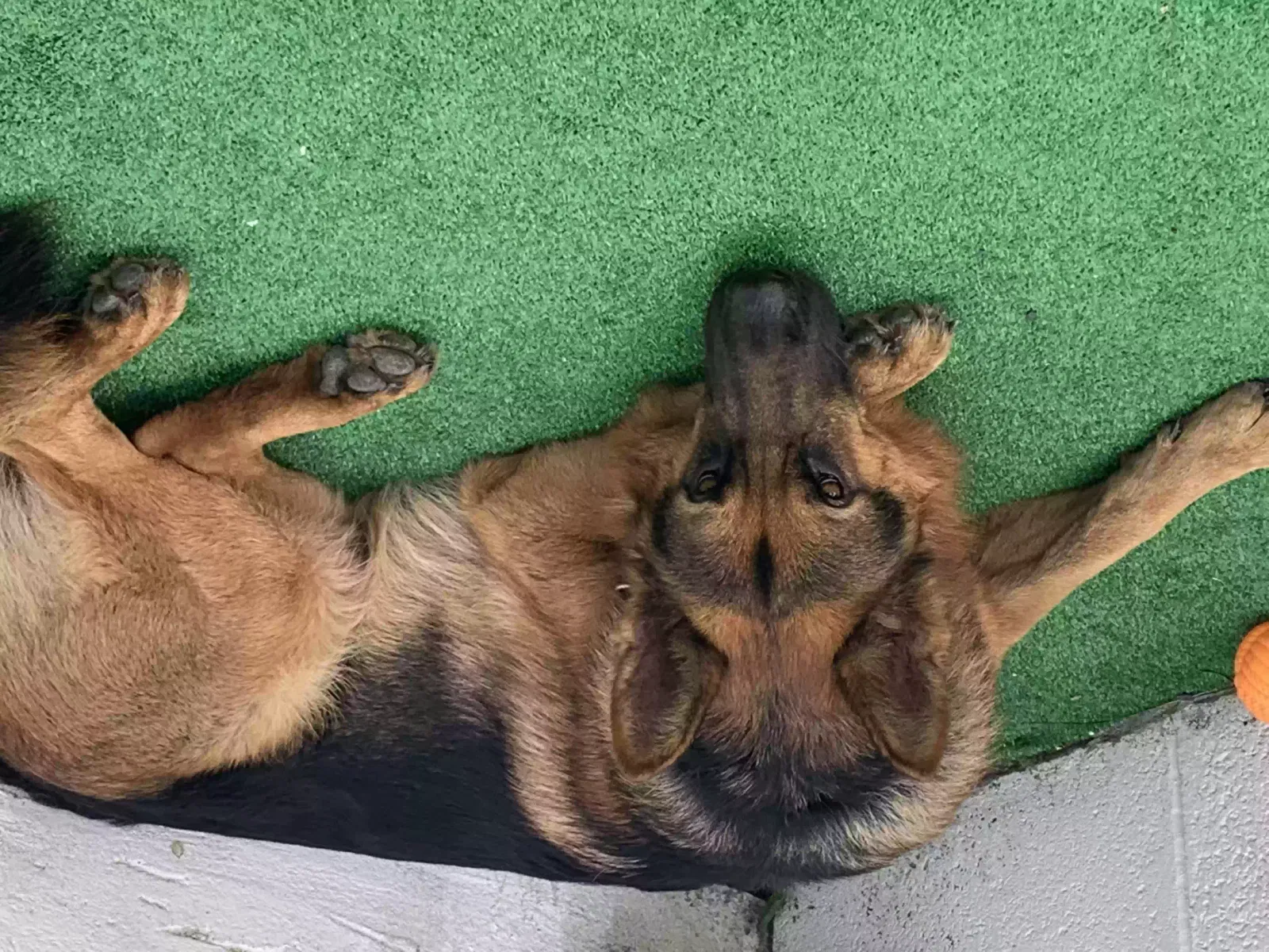 Zak, German Shepherd Dog for adoption in Preston, England