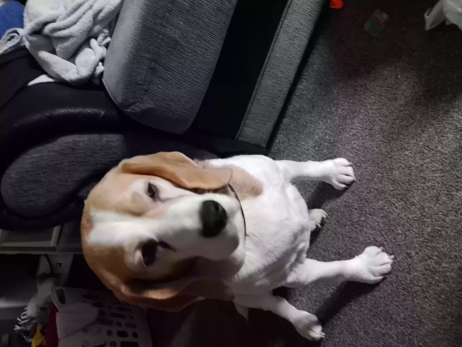 Bonnie, Beagle Dog for adoption in Glasgow, Scotland