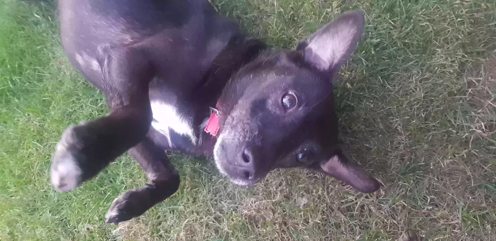 Zak, Paterdale Dog for adoption in Sheffield, England