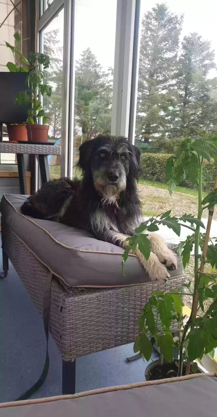 Bouncer, Border collie / cocker cross Dog for adoption in Armagh, Northern Ireland
