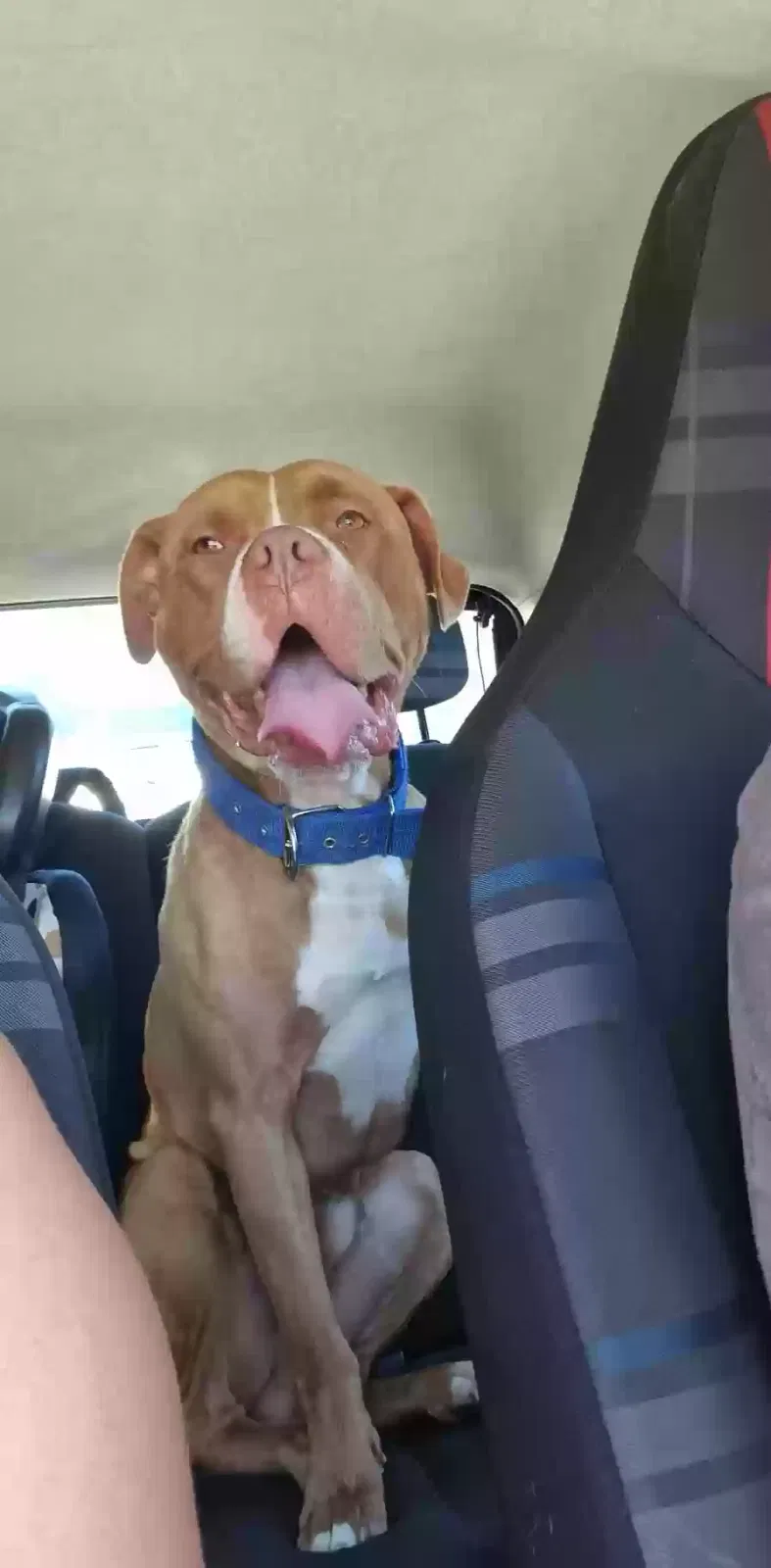 Wilson, Staff Dog for adoption in Liverpool, England