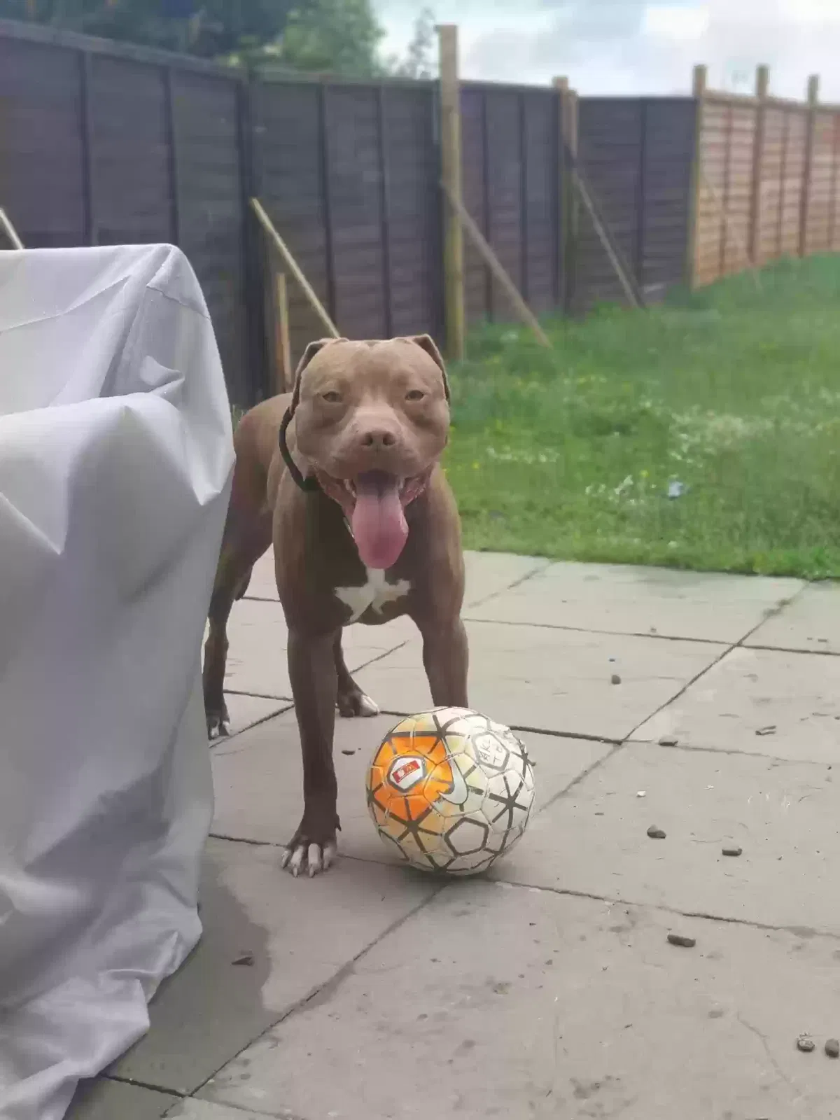 Shankly, pitbull Dog for adoption in Kingston Upon Hull, England