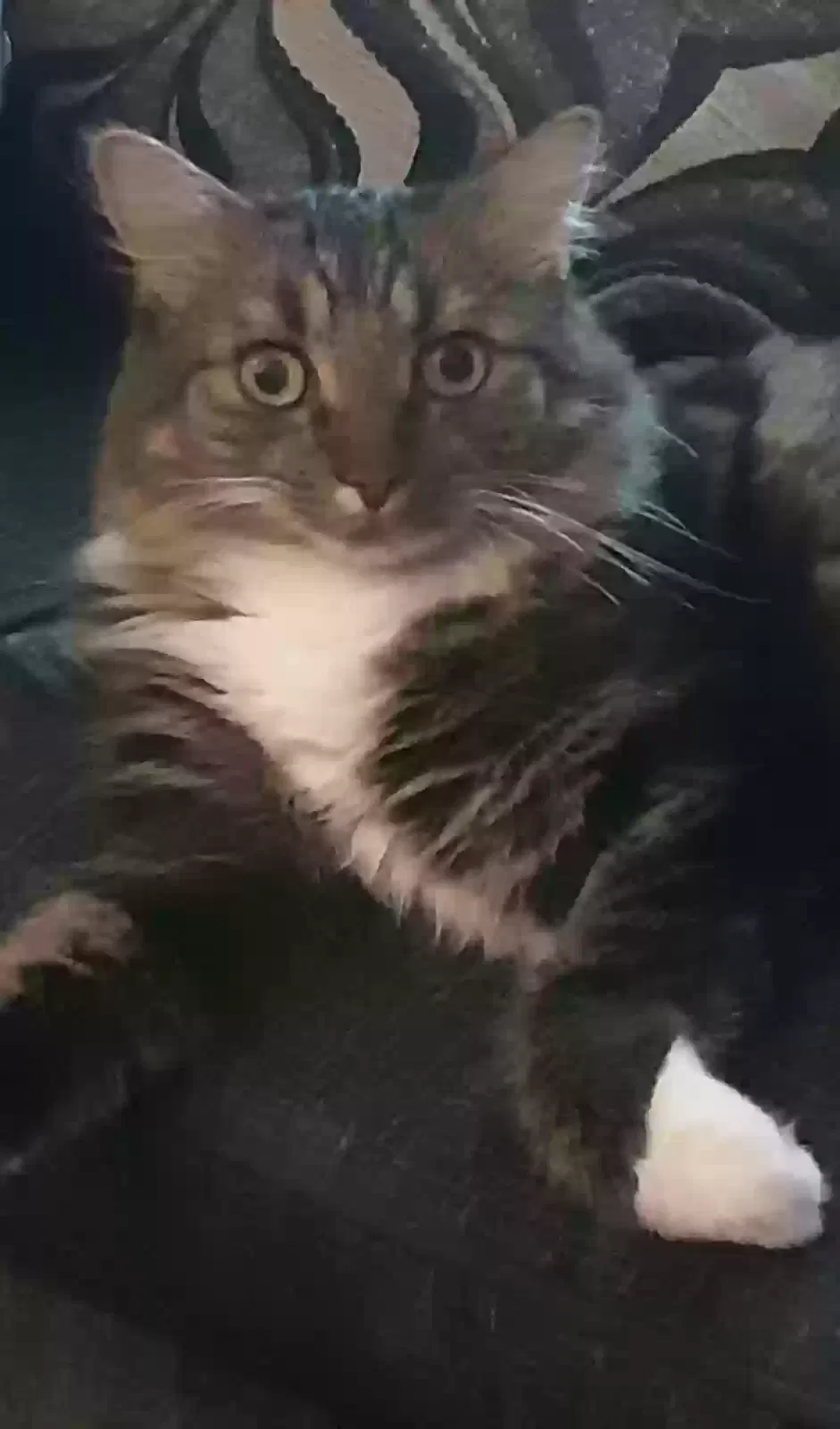 Bailey, Unknown Cat for adoption in Glasgow, Scotland
