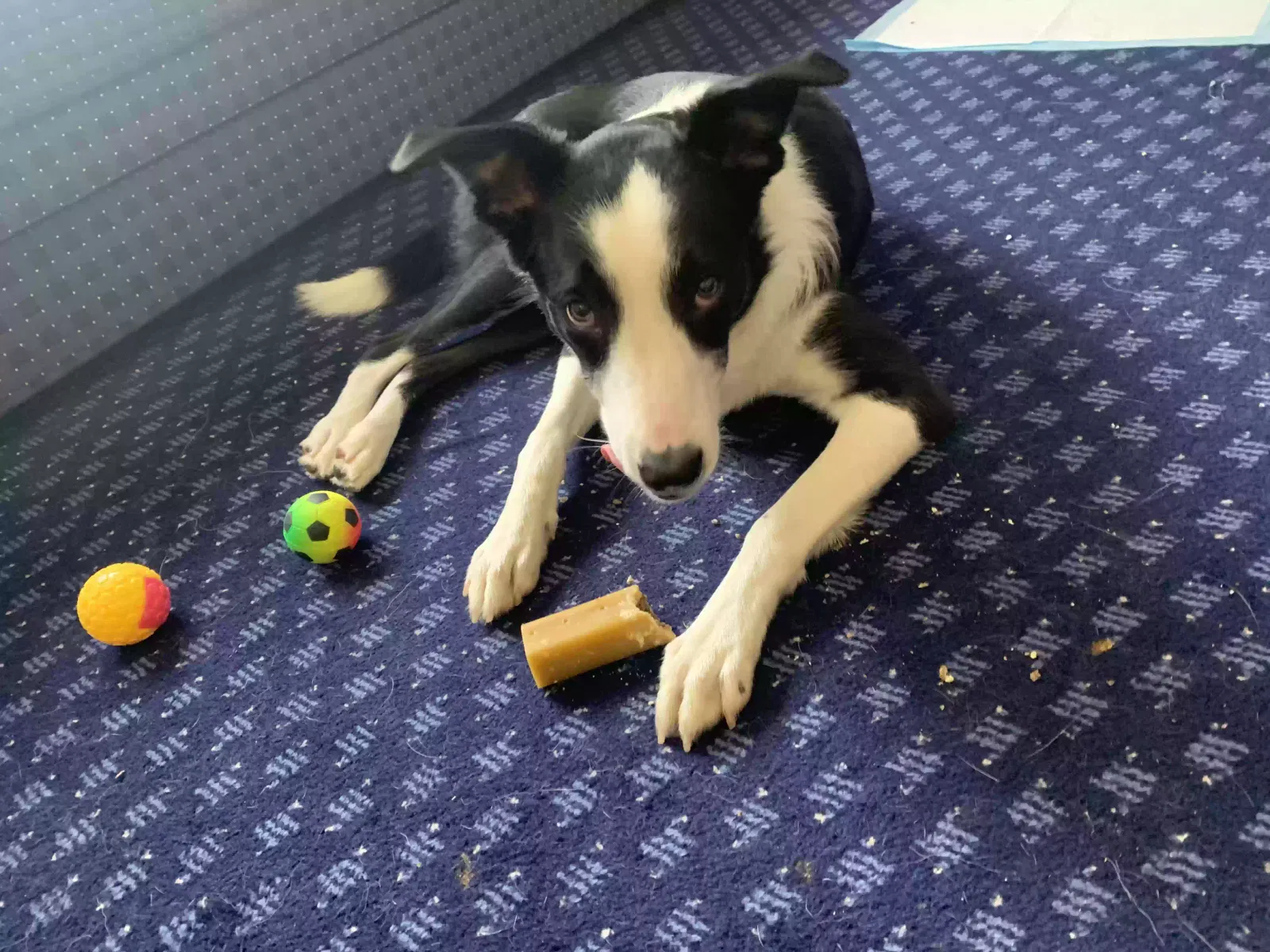 Benson, Border collie Dog for adoption in Cardiff, Wales