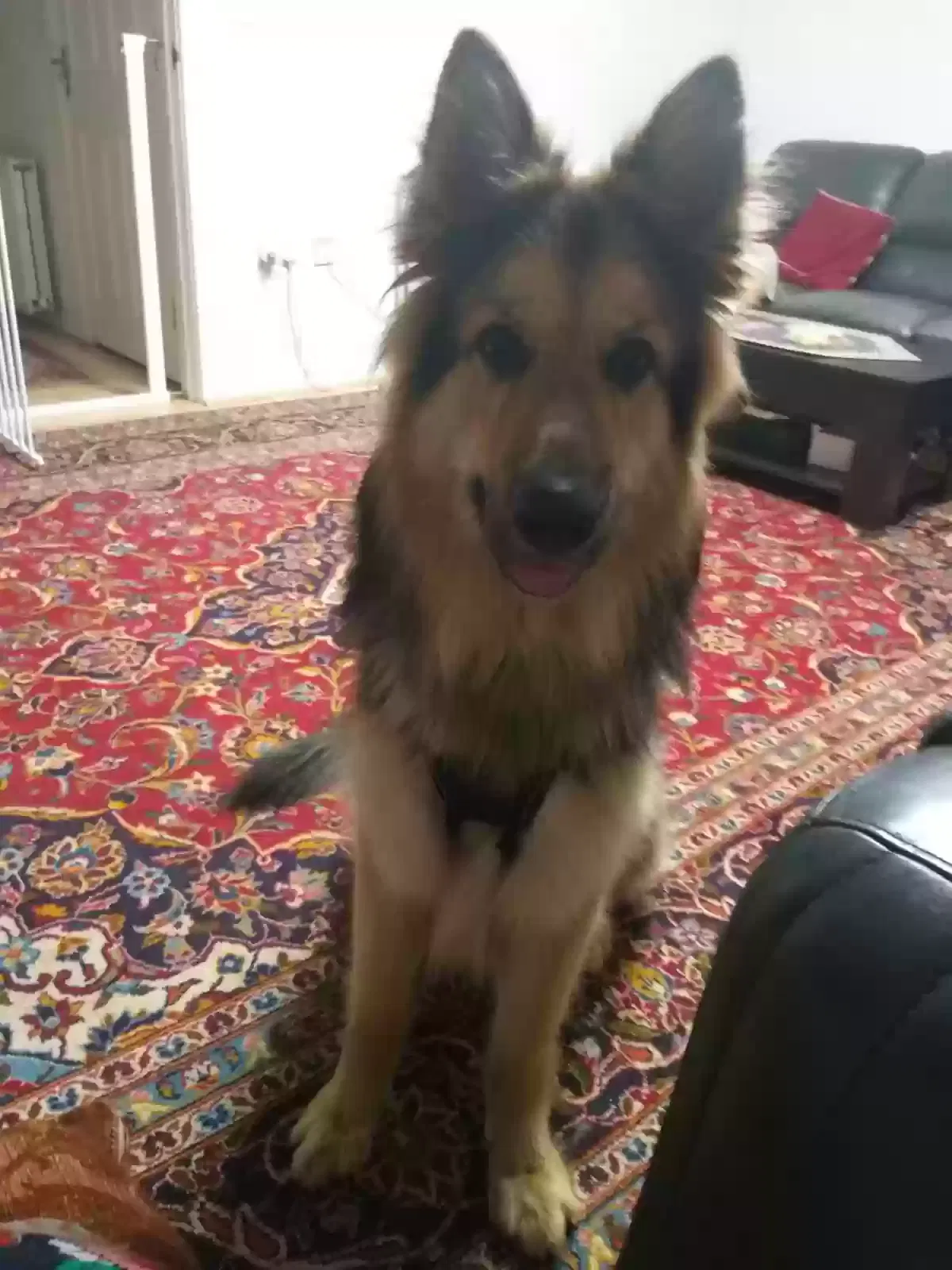 Max, German shepherd Dog for adoption in Derby, England