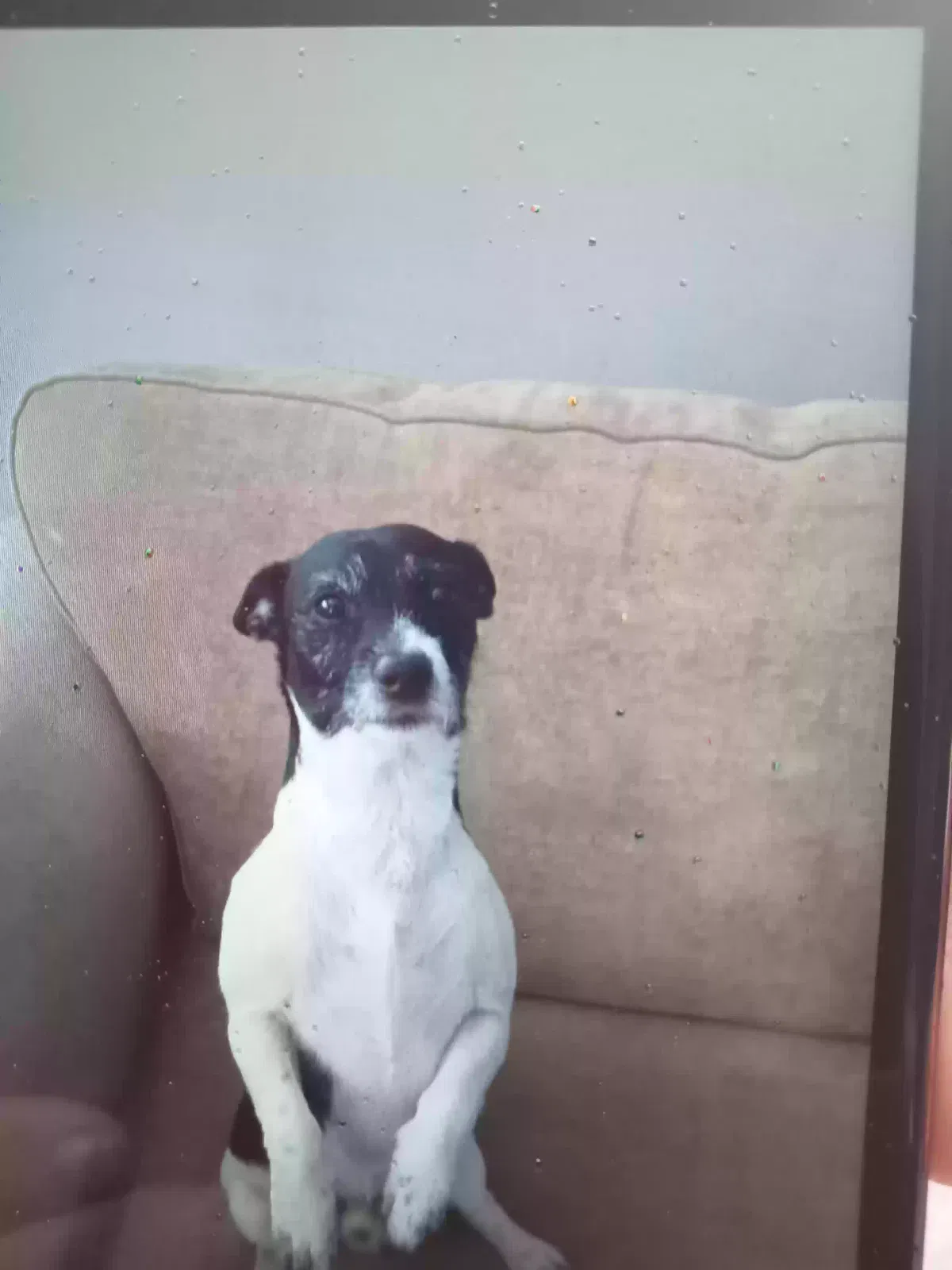 Bigger, Jack Russell Dog for adoption in Lisburn, Northern Ireland