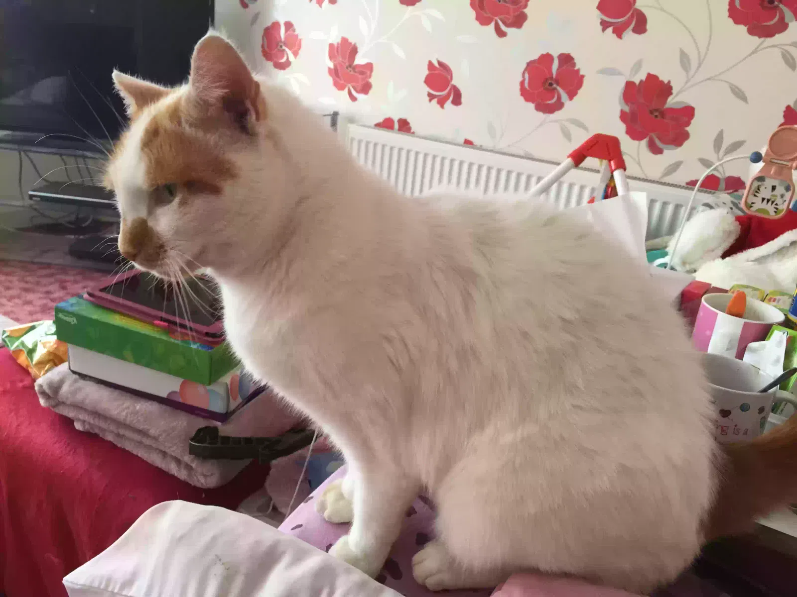 Tommy, Unknown Cat for adoption in Chelmsford, England