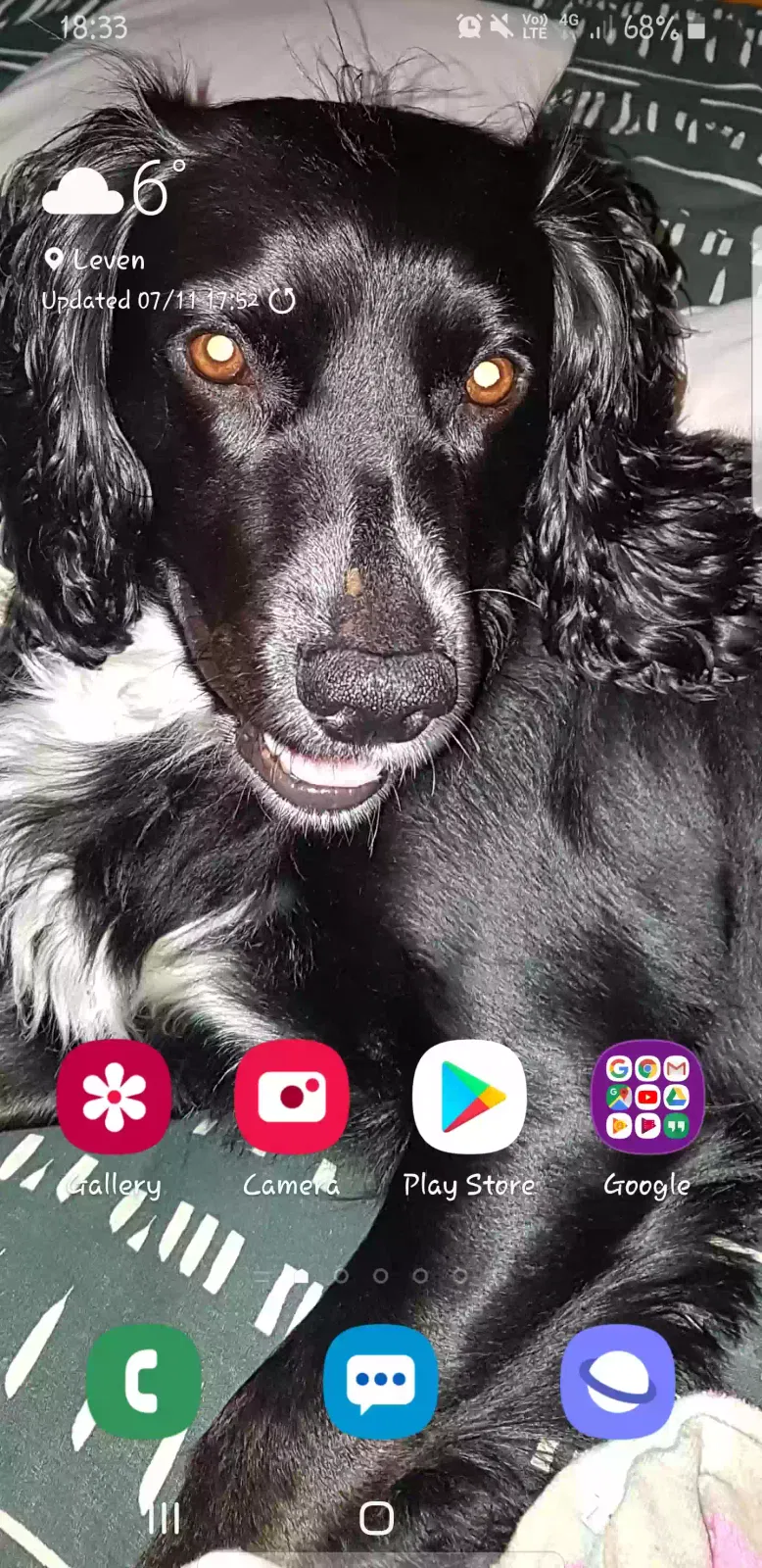 Neeko, Cocker Spaniel Dog for adoption in Edinburgh, Scotland