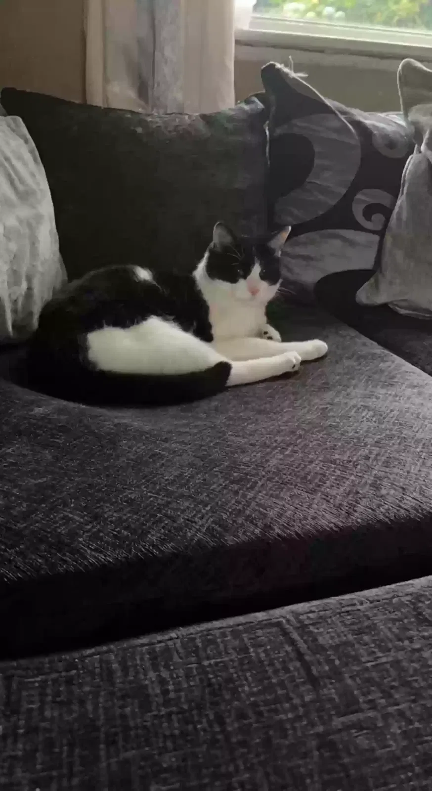 Oscar, Tommy cat Cat for adoption in Manchester, England