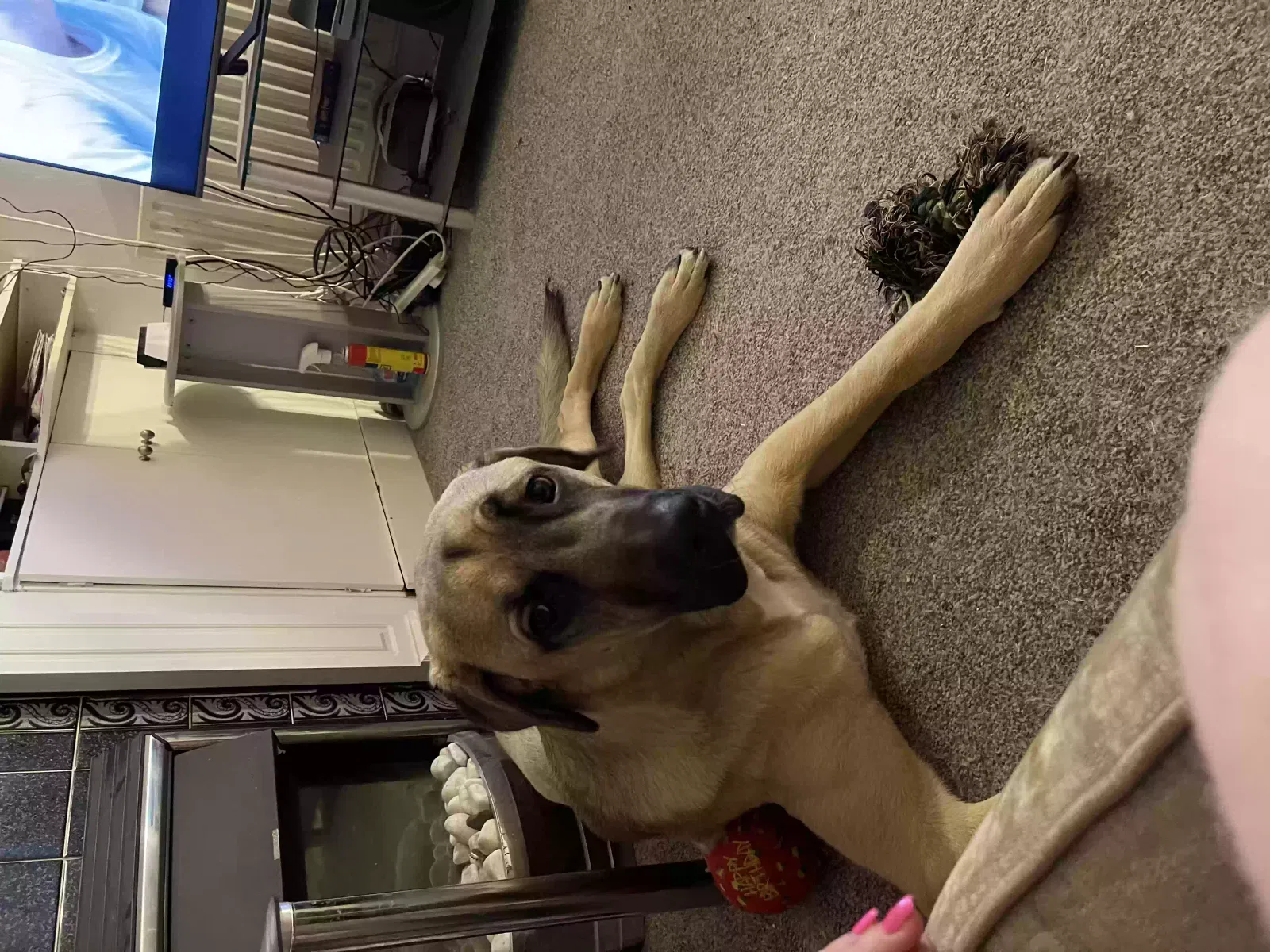 Yogi, Kangol Dog for adoption in Stoke-On-Trent, England