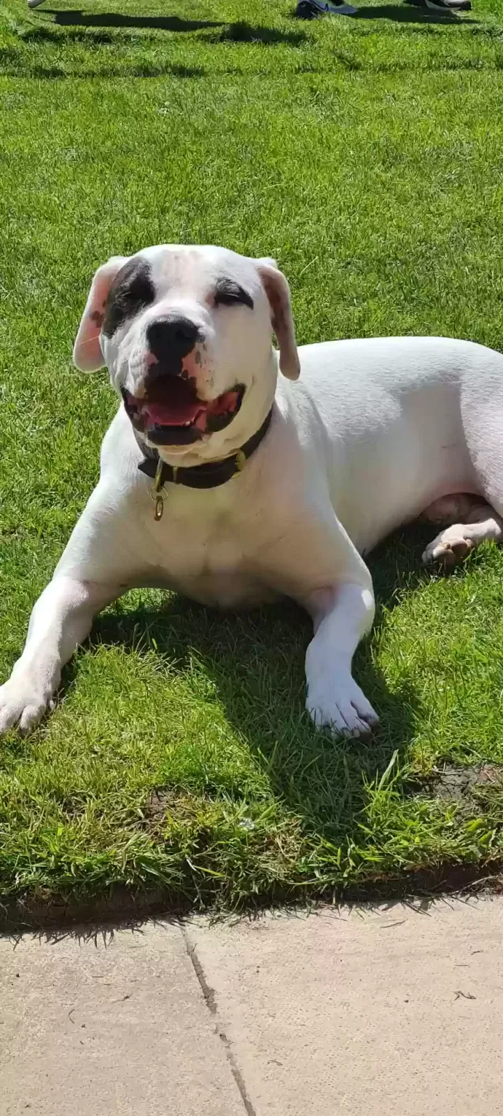 Gizmo, Unknown Dog for adoption in Sunderland, England