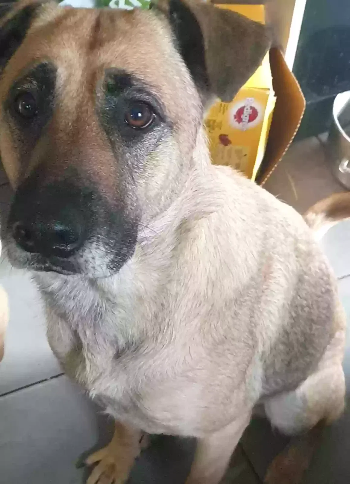 Daisy, Staffie cross German shepard Dog for adoption in London, England