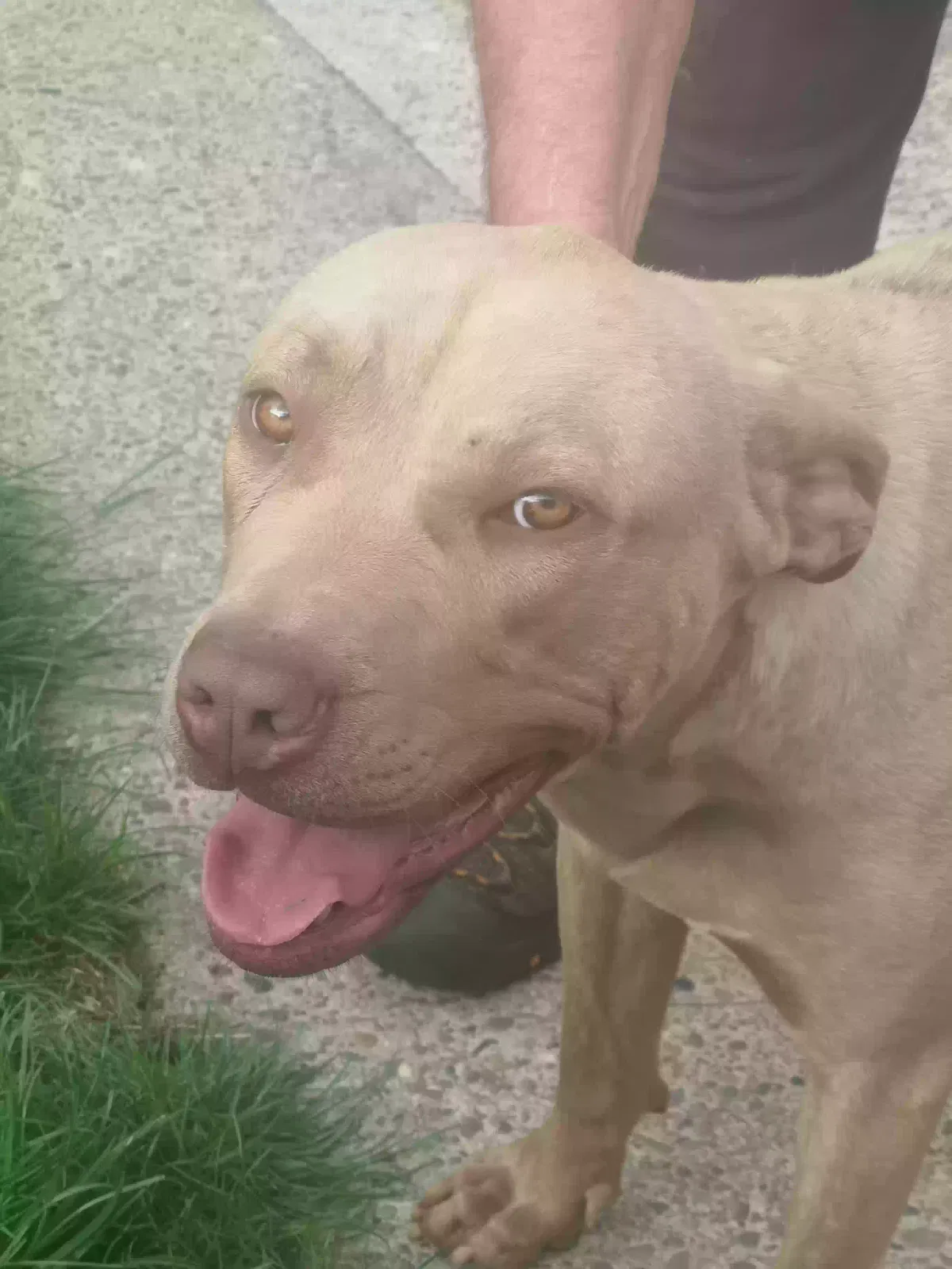 Lola, Xl Bully Dog for adoption in Sheffield, England