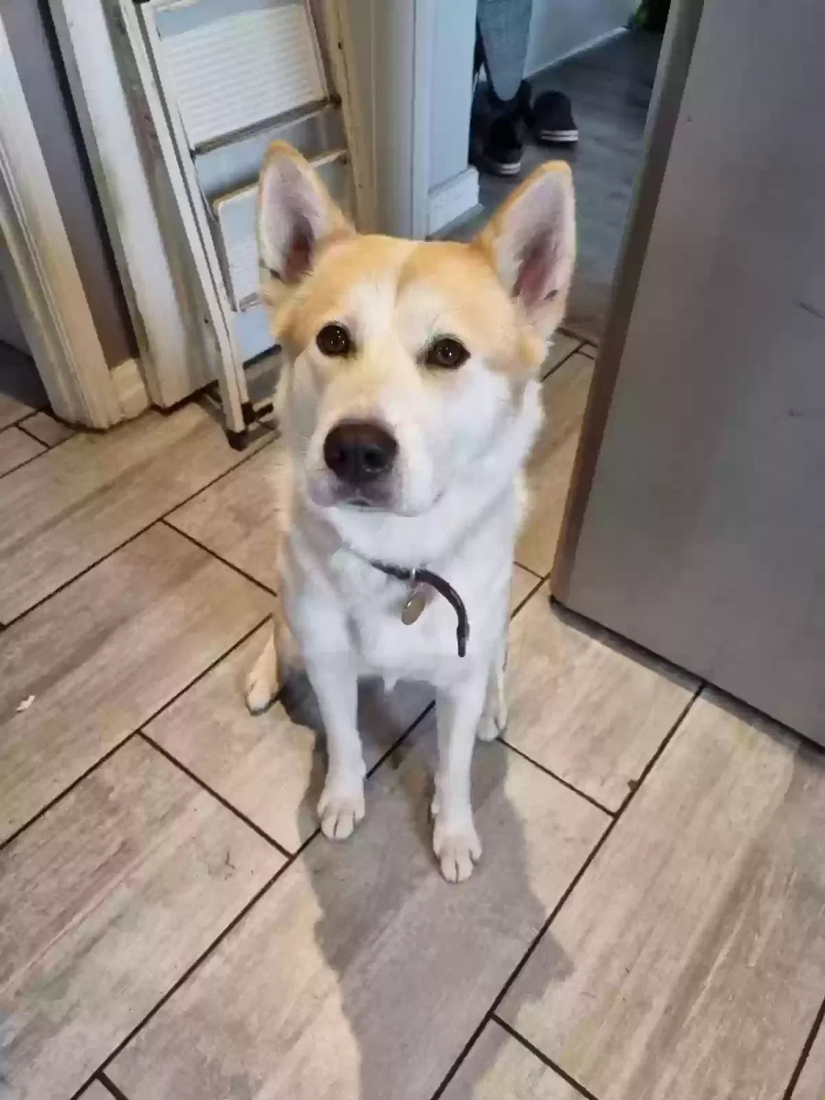 Narla, Huskita Dog for adoption in Salford, England