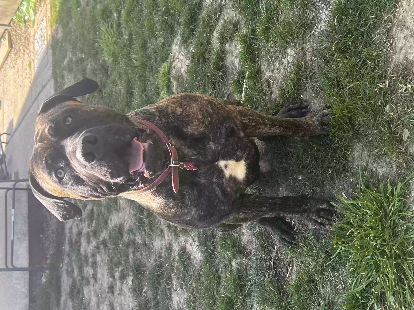 Vinnie, Boerboel Dog for adoption in Chelmsford, England