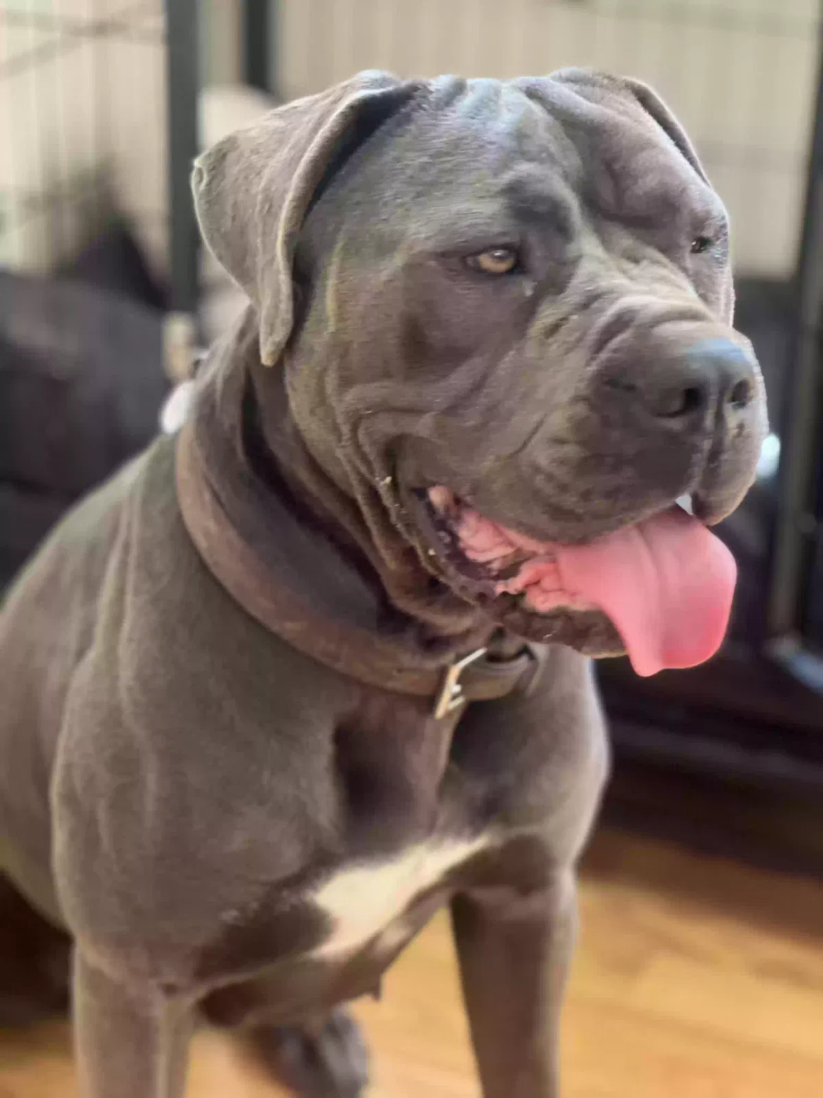 Bella, Cane Corso Dog for adoption in Southampton, England