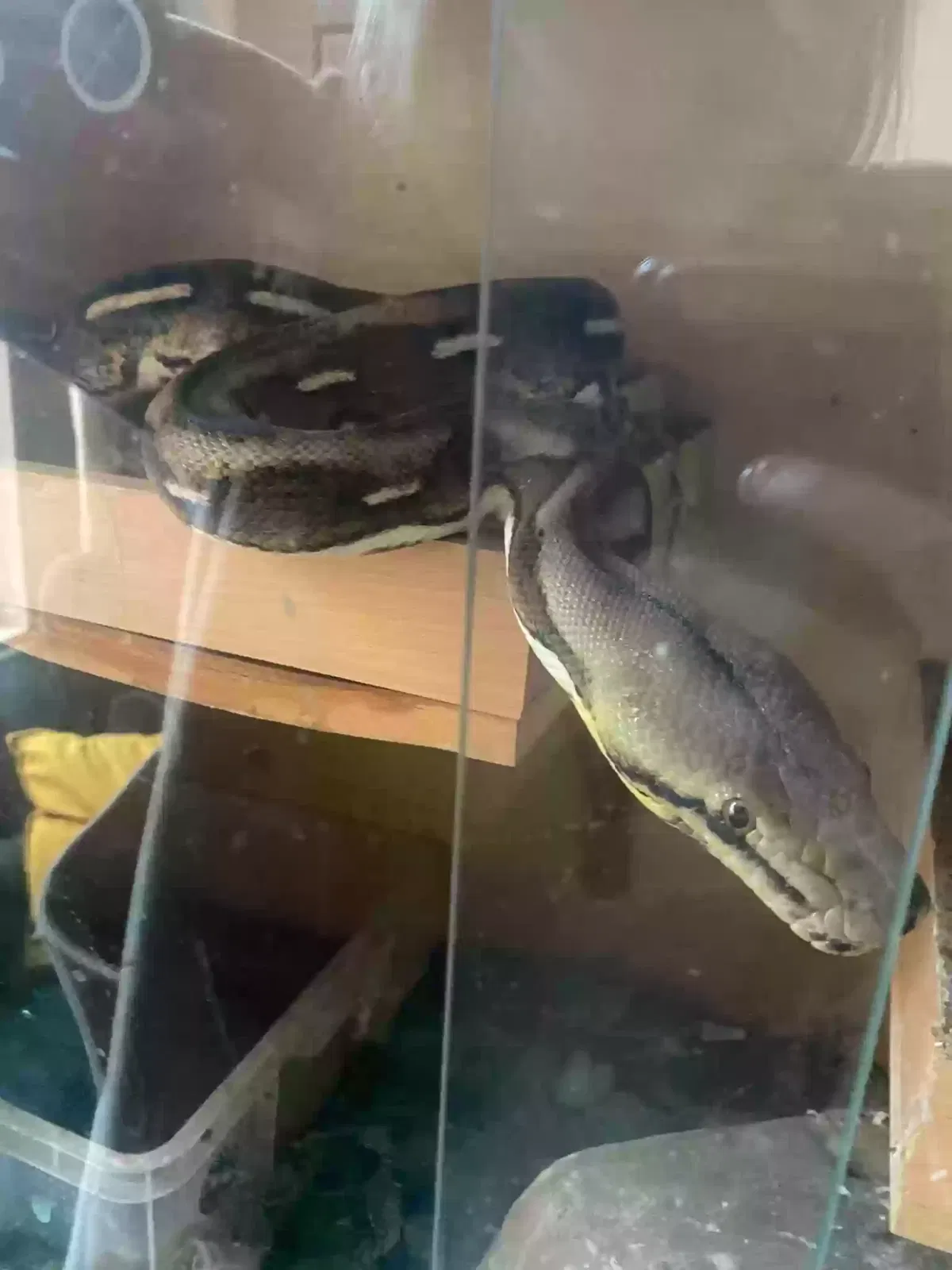 Fred, Reticulated Python Reptile for adoption in Newcastle Upon Tyne, England