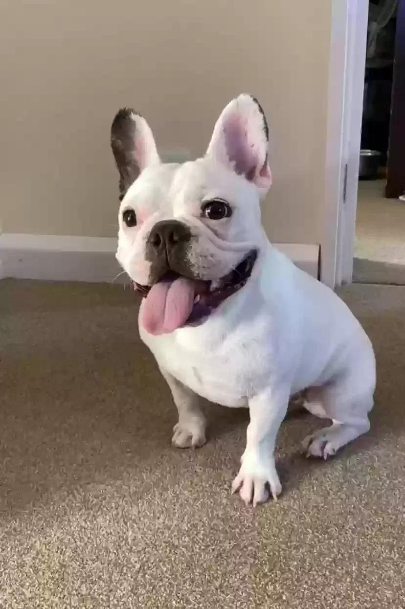 Reggie, French bulldog Dog for adoption in Dundee, Scotland