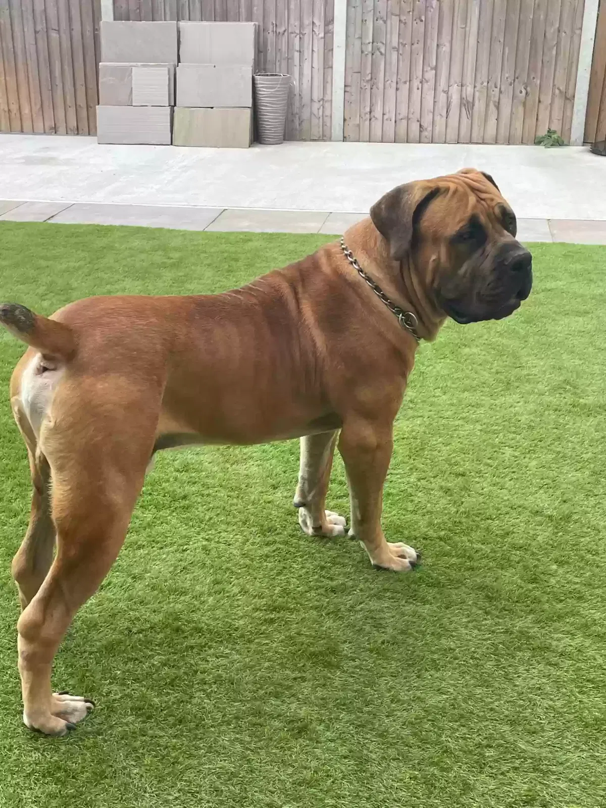 Alfie, Boerboel Dog for adoption in Canterbury, England