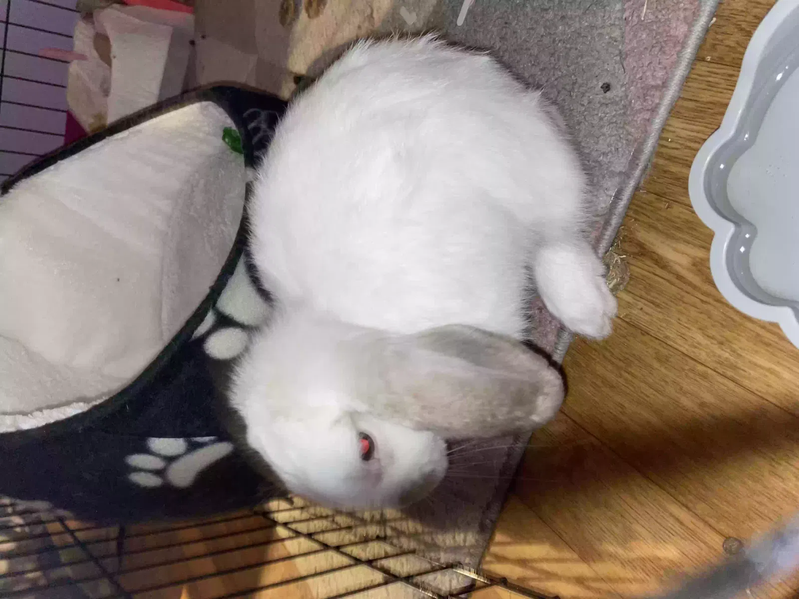 Melon, Mini lop Pet for adoption in Stoke-On-Trent, England