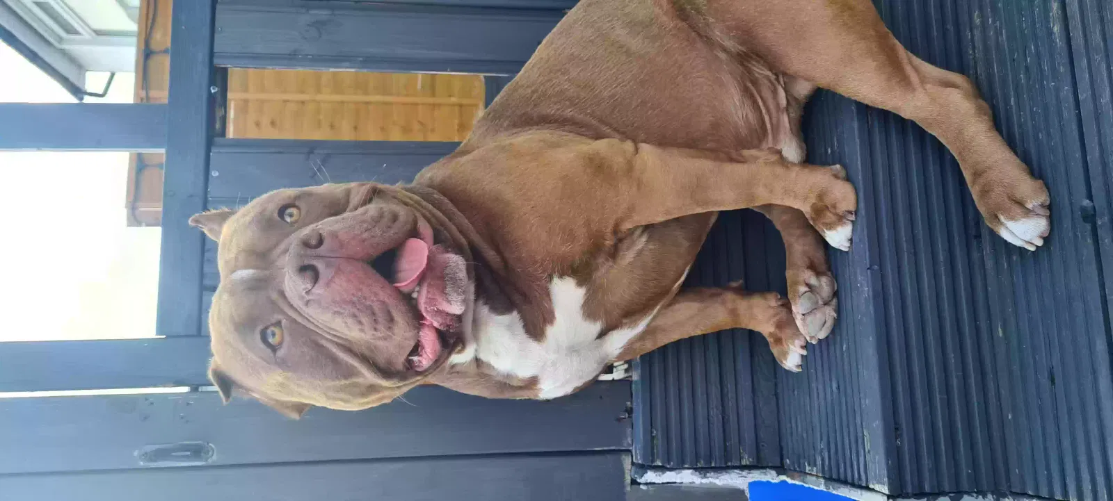 Biggie, American bully (pocket) Dog for adoption in Cardiff, Wales