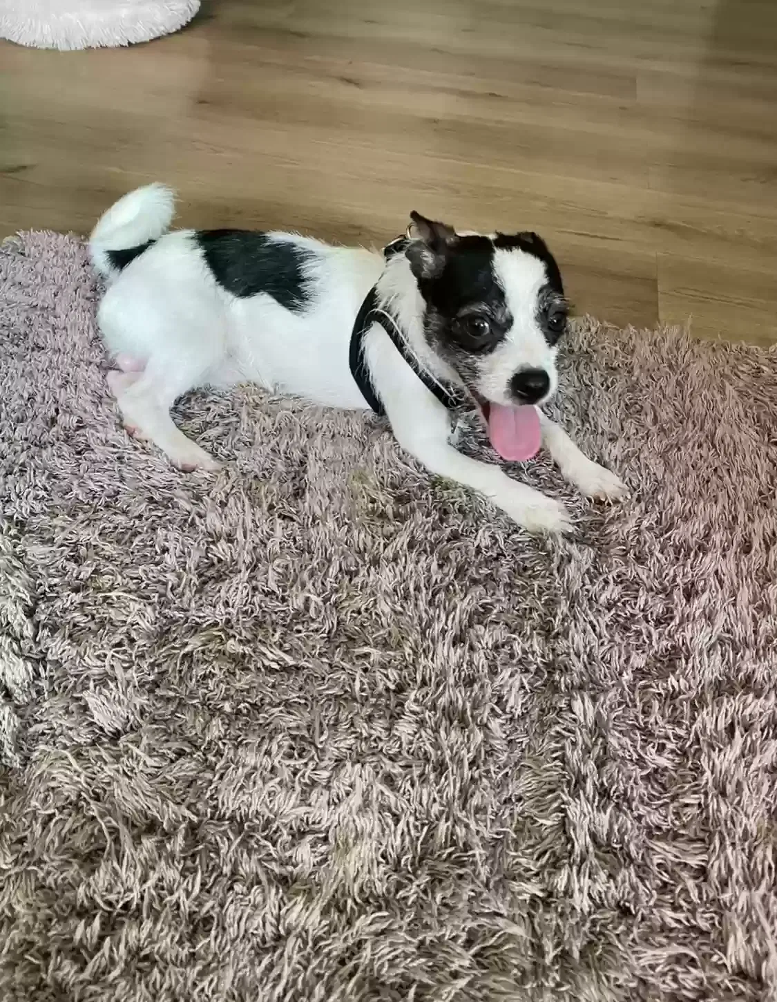 Patch, Jack Russell/Chihuahua Dog for adoption in Belfast, Northern Ireland