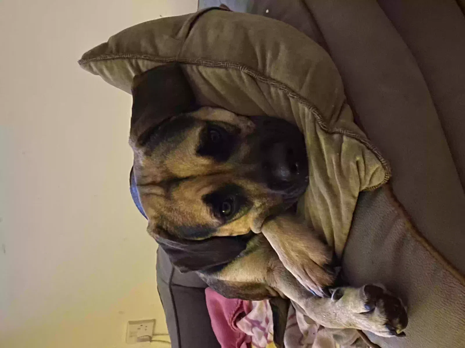 Margot, French Bulldog X Golden Retriever Dog for adoption in London, England