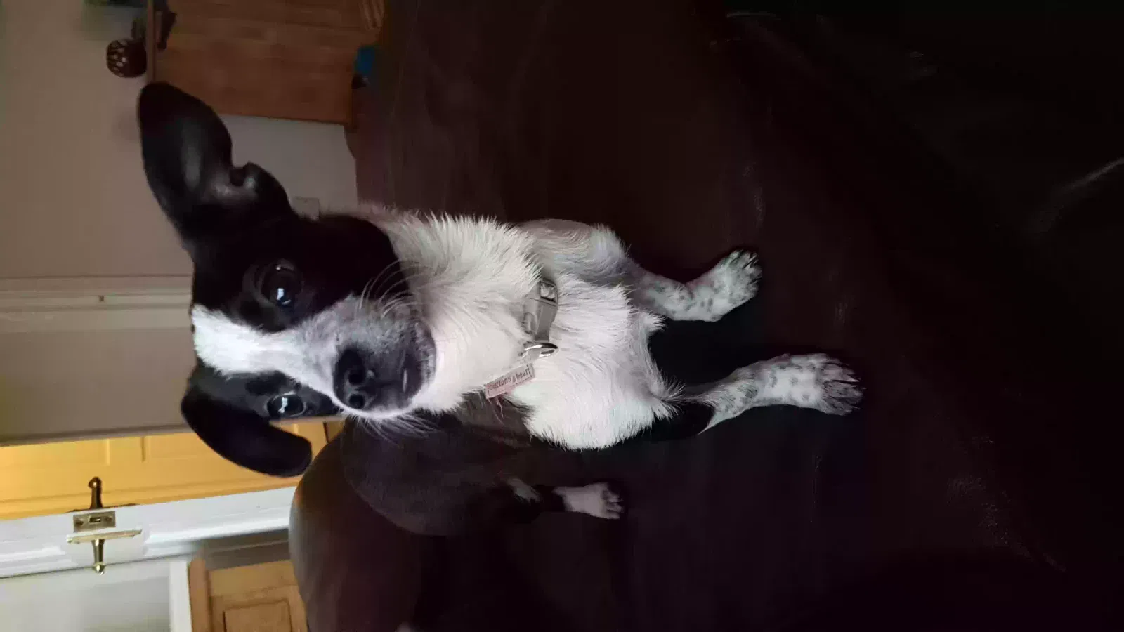 Pepper, Unknown Dog for adoption in Manchester, England