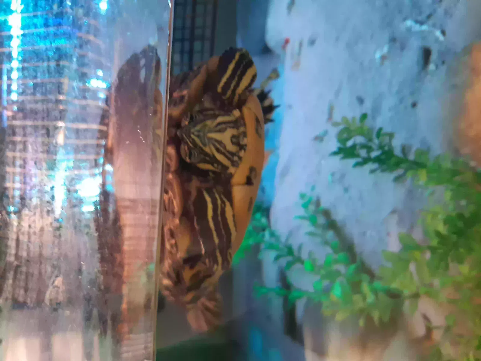 Terry, Yellow Bellied Slider Reptile for adoption in Newcastle Upon Tyne, England