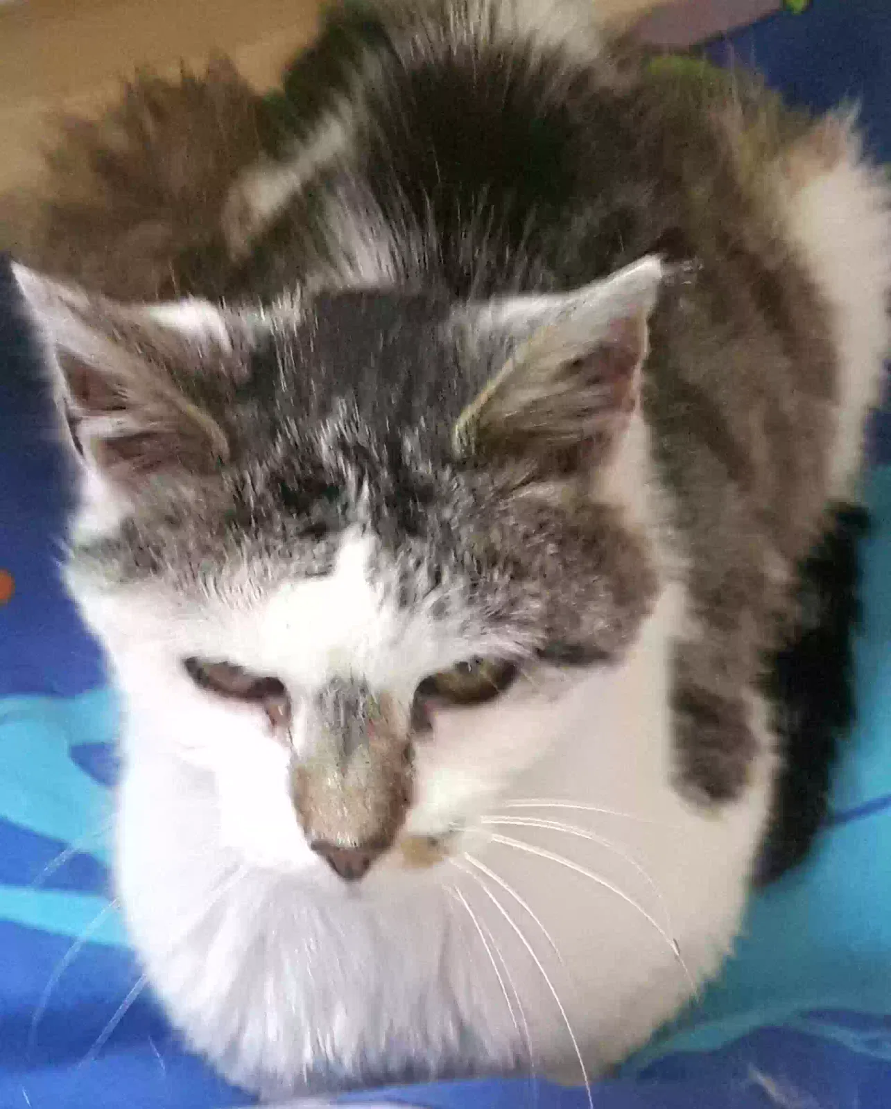 Unknown?, Unknown Cat for adoption in Leeds, England