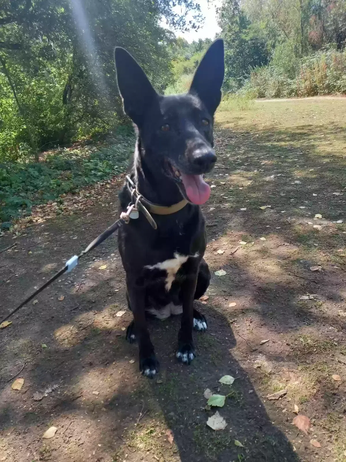 Sasha, Pidengo cross Dog for adoption in Nottingham, England