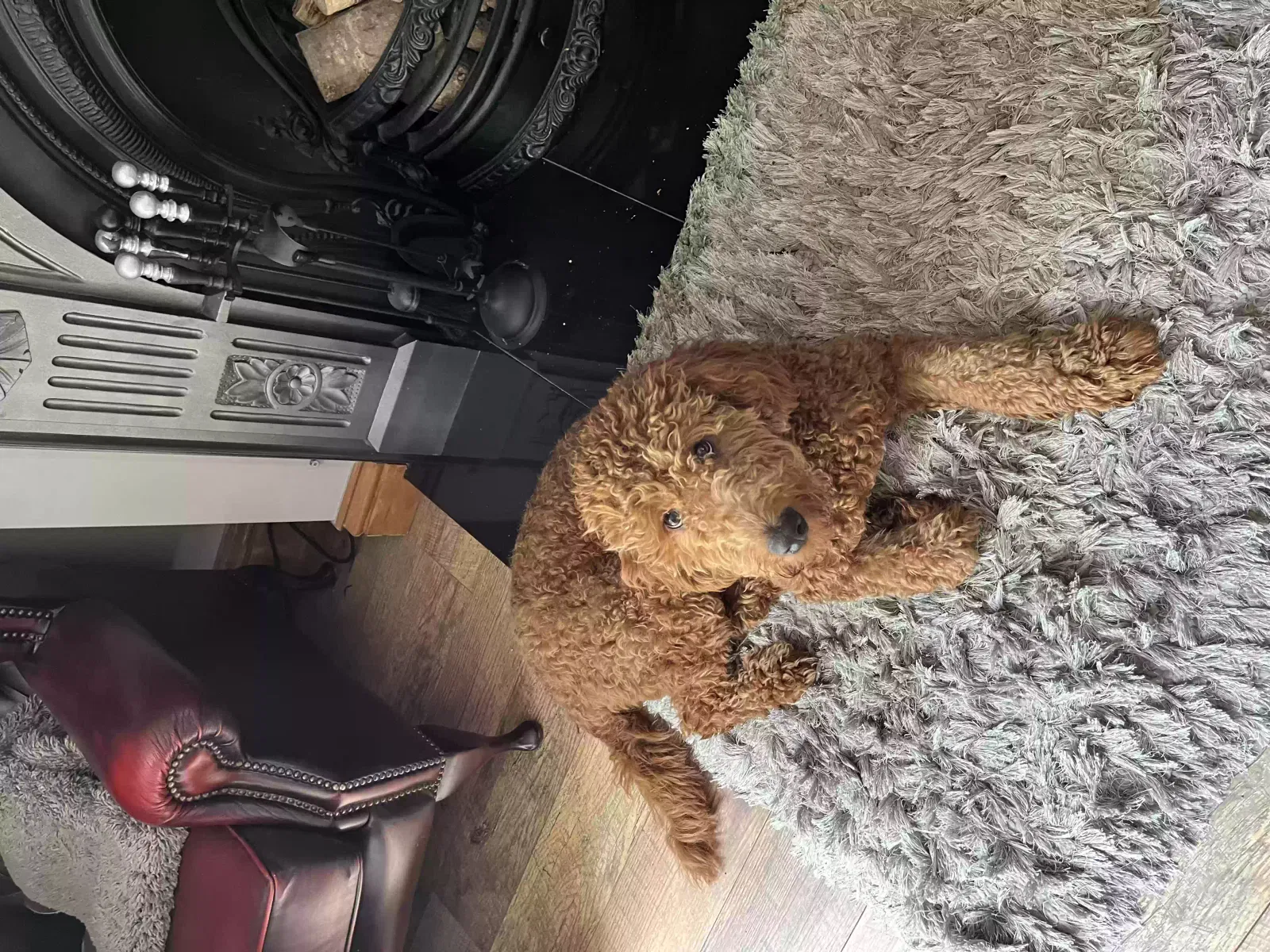 Teddy, Goldendoodle Dog for adoption in Preston, England