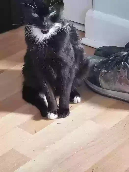No name, Unknown Cat for adoption in Manchester, England