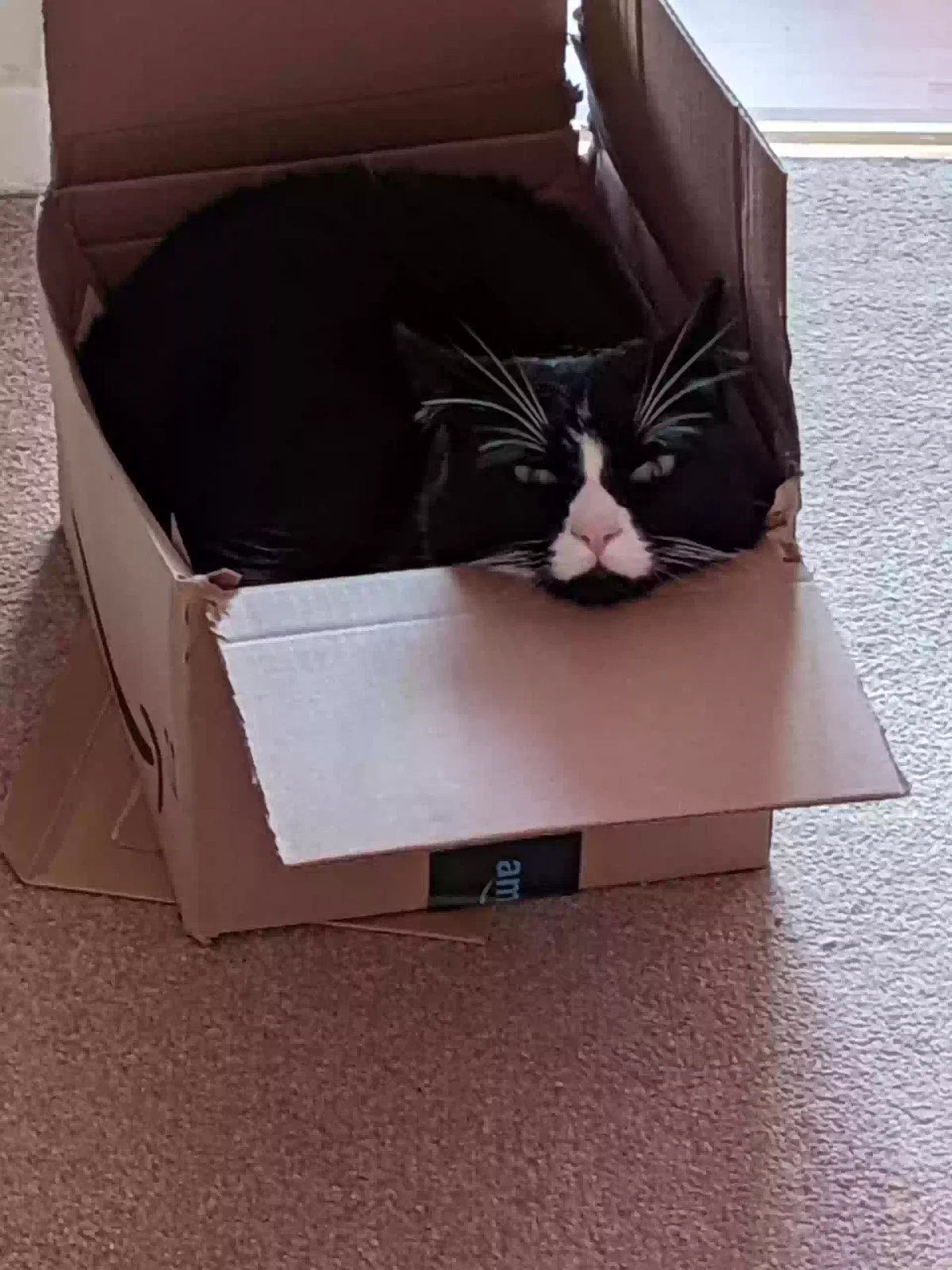 Missy, Standard short hair Cat for adoption in Newport, Wales